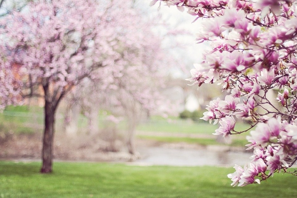 Foto di alberi a primavera